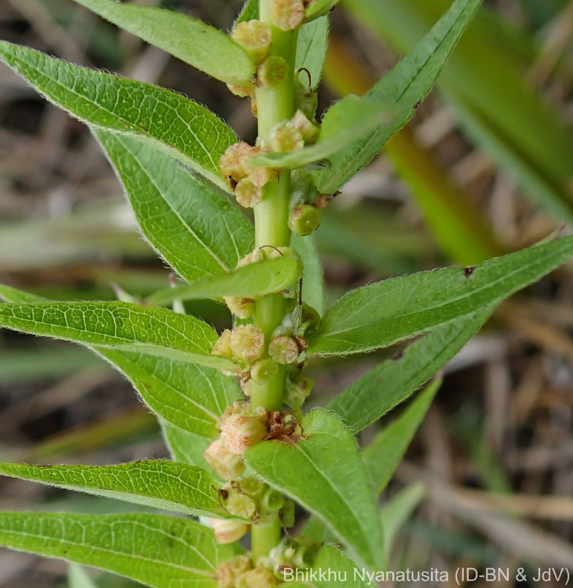 Gonostegia pentandra var. wightii (Benn.) Pull. & Karupp.